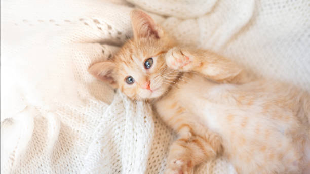istock Cute little red kitten sleeps on knitted white blanket 1327236046