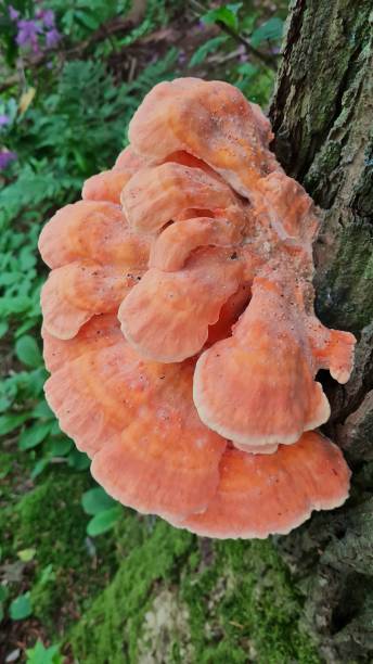 istock Chicken of the Woods 1327236755