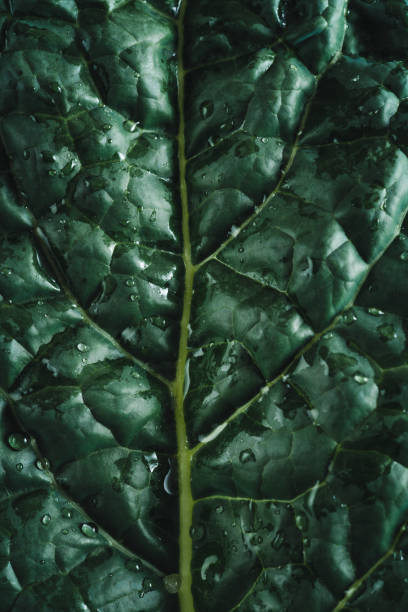 istock Cavolo nero black kale 1327236840