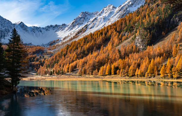 Orceyrette Lake in Autumn. Briancon Region in the Hautes-Alpes (French Alps). France Orceyrette Lake in Autumn with golden larch trees. Briancon Region in the Hautes-Alpes (Southern French Alps). France hautes alpes photos stock pictures, royalty-free photos & images