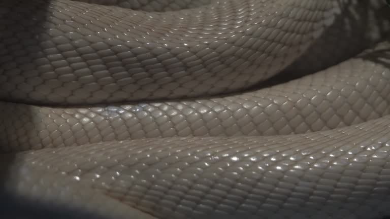 Close up Albino Monocled Cobra crawling.