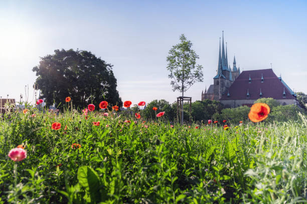 istock historic Erfurt cathedral behind wild flowers under summer sky 1327237621
