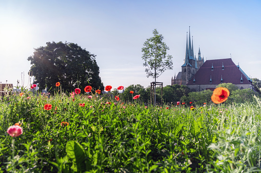 panoramic view from Petersberg on historic Erfurt cathedral behind wild flowers under summer sky