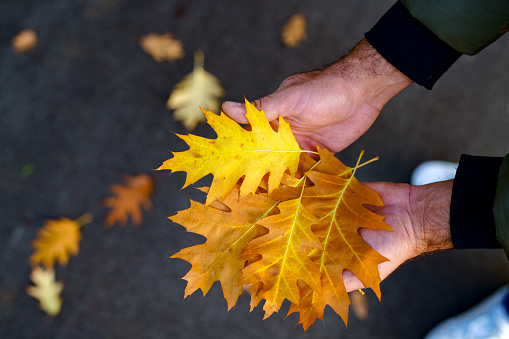Man holding an autumn leafs.
