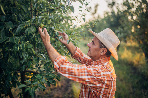 A farmer in a pear orchard
