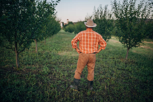 istock A farmer in his plum orchard 1327238675