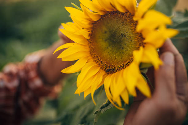 Bee on a sunflower flower