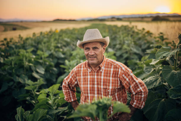istock An old farmer in a sunflower field 1327238813