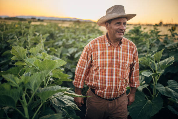 istock An old farmer in a sunflower field 1327238824