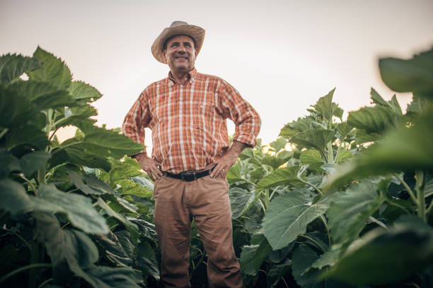 istock An old farmer in a sunflower field 1327238887