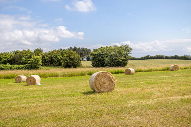 Free Stock Photo of Hay Bales in a Field With Trees | Download Free ...
