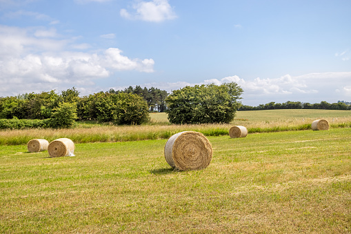 Wheat field with hale bales on the sunset. Selective focus on bales. Countryside background