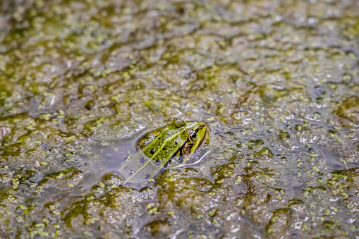 Green edible frog in algae infested water. Despite the possibility of eating this animal it has never been common food in Denmark.