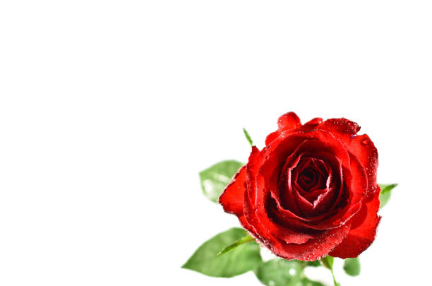 istock Beautiful red rose with water drops frame stock images 1327240411