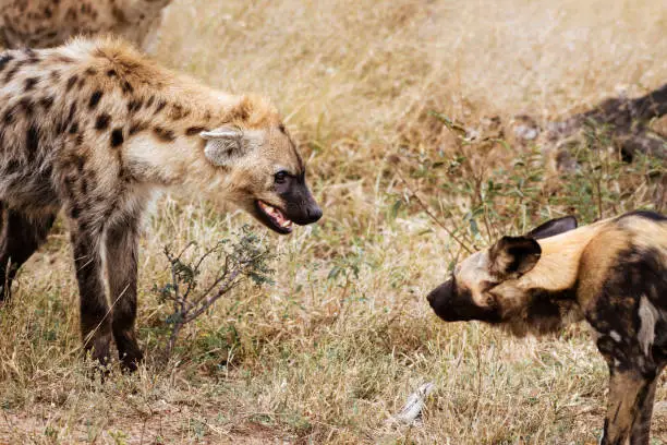 The African wild dog killed an Impala during its hunt and the spotted hyena is threatening to take its meal. The background is dried grass in the bushveld of the Greater Kruger National Park area of South Africa.