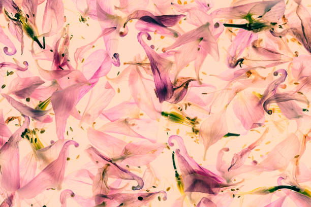 istock Columbine flowers against pink background 1327240736