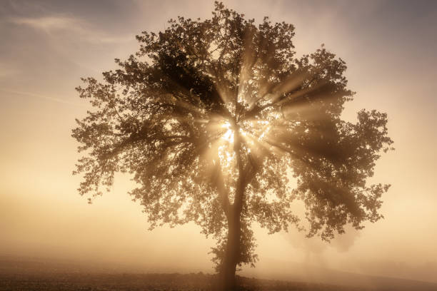 istock Single tree in the fog 1327243162