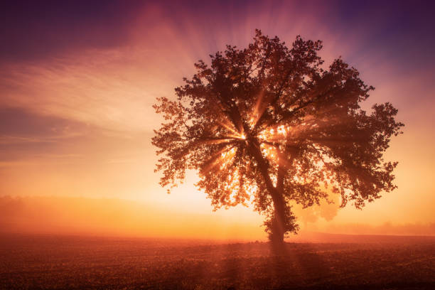 Single olive tree in the beautiful sunny fog at sunrise, natural background with sun rays through the mist