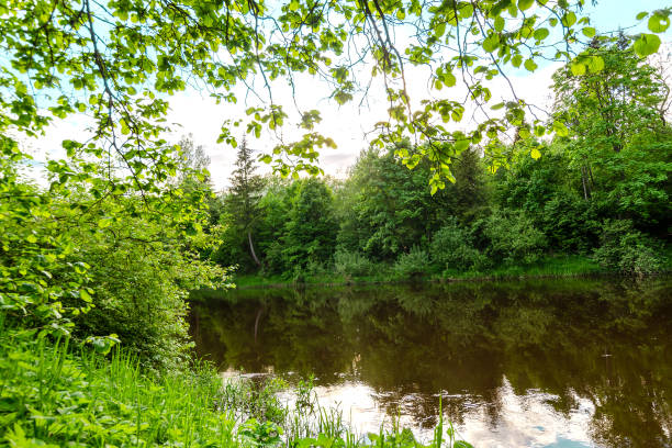istock River in the middle of the summer forest 1327243697