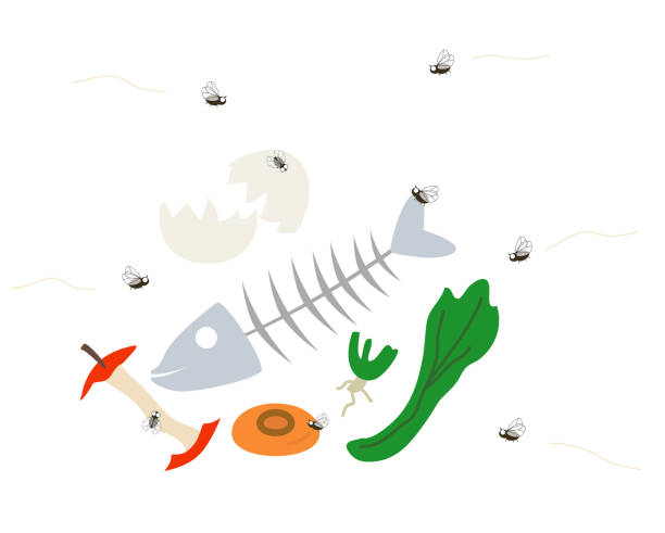 ilustrações de stock, clip art, desenhos animados e ícones de this is an illustration of a fly buzzing around food scraps. - midge