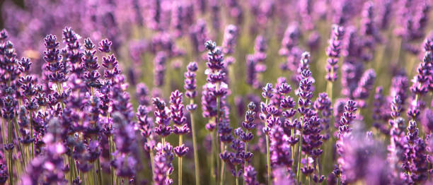 istock Banner with lavender flower field at sunset rays 1327244733