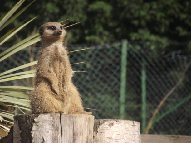 istock Meerkat on a Summer's day. 1327244772