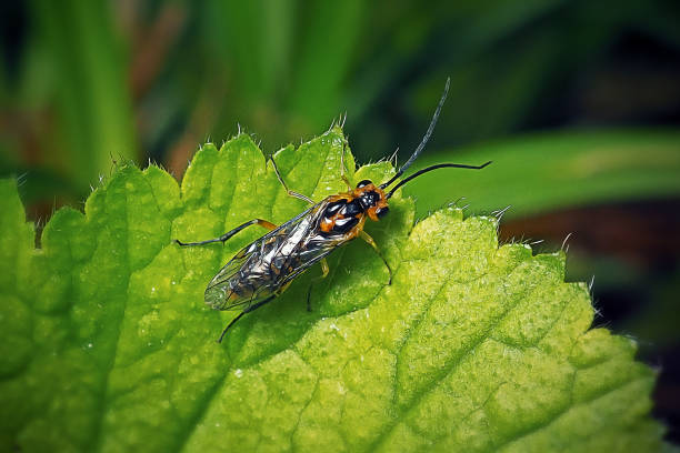 A female sabre wasp (Rhyssa persuasoria, Ichneumonidae) drilling into wood to lay eggs