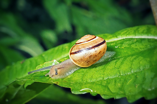 Cepaea hortensis Garden Banded Snail. Digitally Enhanced Photograph.