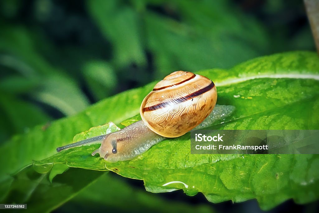 Cepaea hortensis Garden Banded Snail Cepaea hortensis Garden Banded Snail. Digitally Enhanced Photograph. Snail Stock Photo