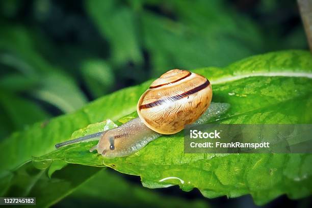 Cepaea Hortensis Garden Banded Snail Stock Photo - Download Image Now - Snail, Slug, Animal