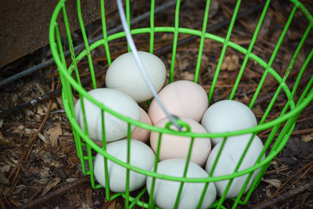 istock Basket of freshly laid eggs 1327245494