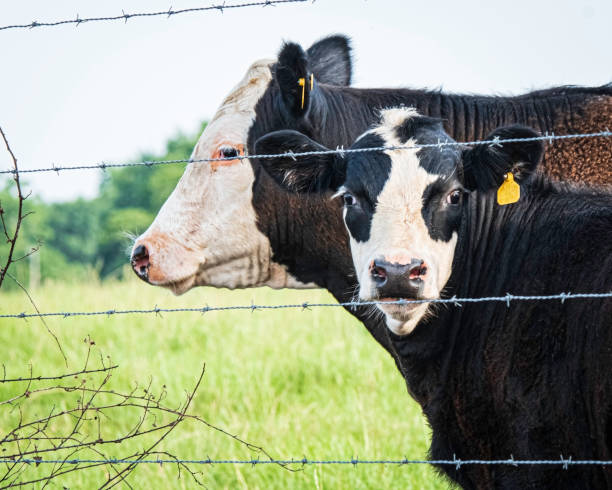 istock Calf looking at camera from behind 4-strand wire 1327245510