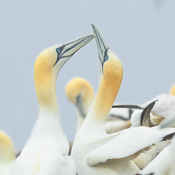 portrait of two adults northern gannets relaxing on bass rock island, scotland, north sea, uk - bass imagens e fotografias de stock