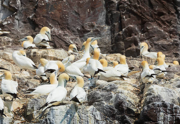 a flock of adults northern gannets relaxing on bass rock island, scotland, north sea, uk - bass imagens e fotografias de stock