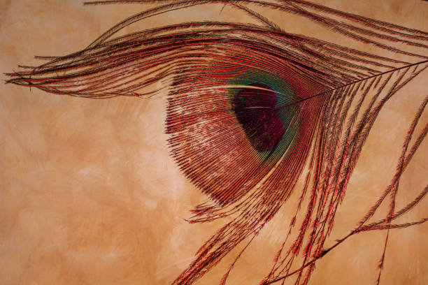istock Macro image of peacock feathers with peacock eyes. 1327251415
