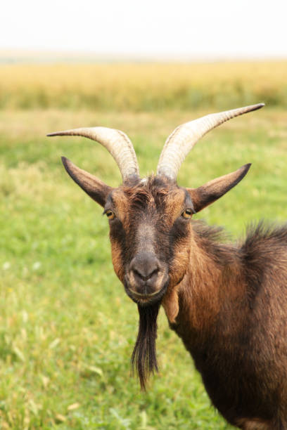 istock Brown goat on summer meadow. Vertical photo 1327251459