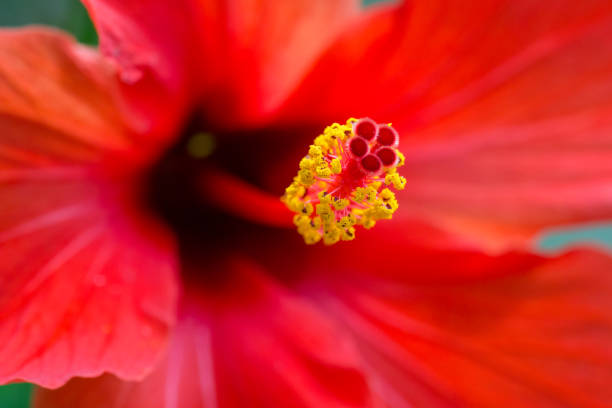 hibiscus china rosa (rosa-sinensis) cabeza de flor de primer plano - sinensis fotografías e imágenes de stock