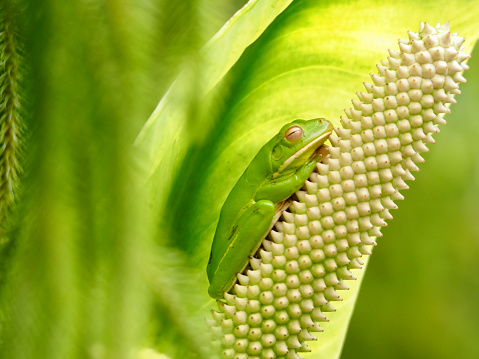 Horizontal closeup photo of an Australian Native Green Tree Frog sleeping inside an Arum Lily