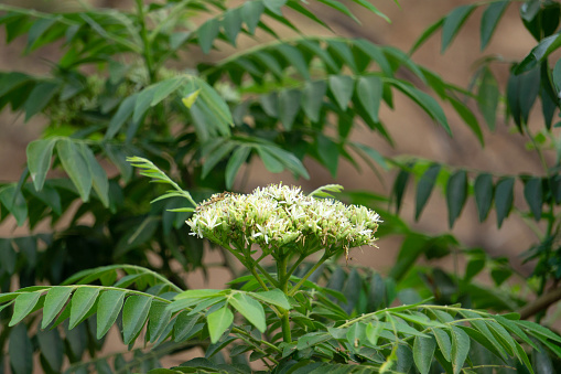 Flowers of Currey tree, Murraya koenigii, Satara, Maharashtra, India