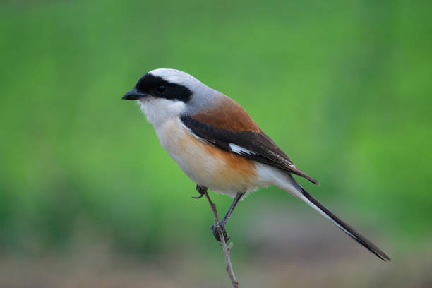 istock Long tailed shrike, Lanius schach, Satara, Maharashtra, India 1327257118