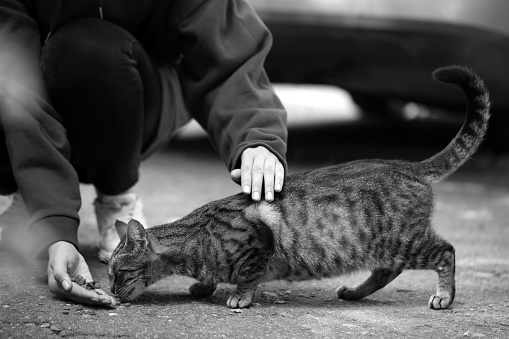 Woman feeding homeless cat outdoors. Black and white effect