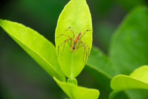 Orange backed Lynx Spider, Female, Oxyopes kohaensis, Satara Maharashtra India