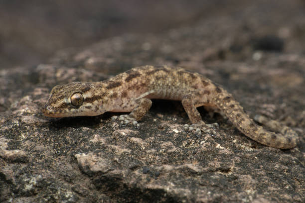 istock Brookes gecko, Hemidactylus brookii, Satara Maharashtra India 1327257604