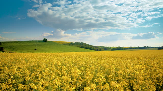 Oilseed rape field with trees against blue sky. Rural, countryside landscape. Panoramic view of colza flowers. Farmland during sunny summer day. Country road through village.