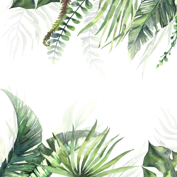 Watercolor summer frames with hand painted tropical dried palm leaves, branches of green leaves. Romantic floral bouquet perfect for wedding greeting cards, invitation and more Watercolor summer frames with hand painted tropical dried palm leaves, branches of green leaves. Romantic floral bouquet perfect for wedding greeting cards, invitation and more. High quality illustration banana borders stock illustrations
