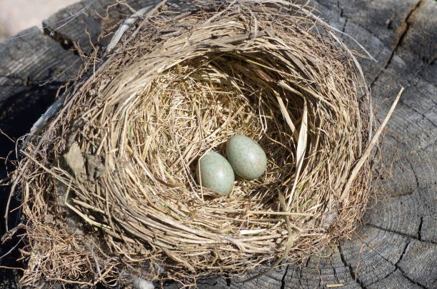 istock Thrush eggs in a nest on an old stump 1327259995