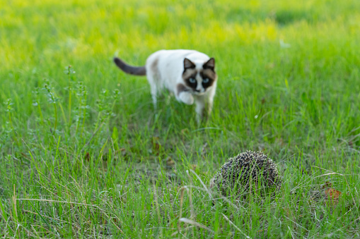The cat sneaks up to a hedgehog hiding in the grass. Selective focus, focus on the foreground