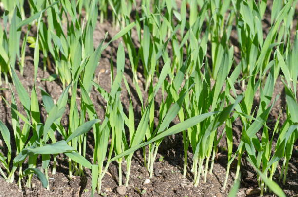 green shoots of barley in the field close-up - barley grass seedling green imagens e fotografias de stock