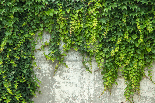 Background old wall and ivy leaves.