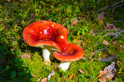 Amanita muscaria, known as fly agaric in snow with colorful autumnal leaves after the first snowfall of the season